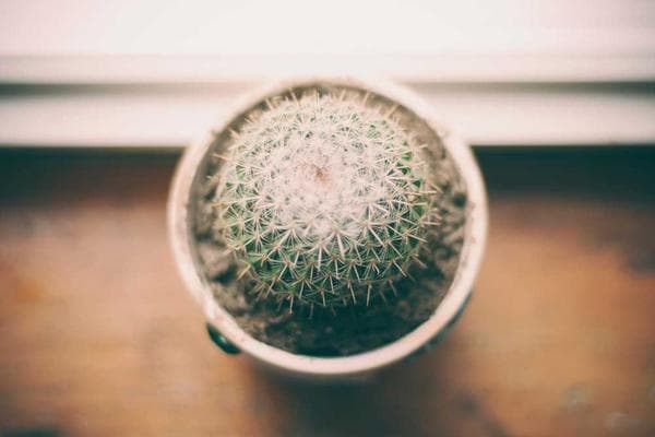The Ultimate Guide to Remote Working